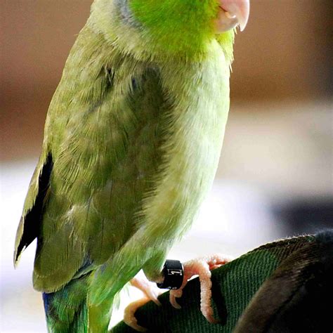 A List of 5 Types of Small Parrots