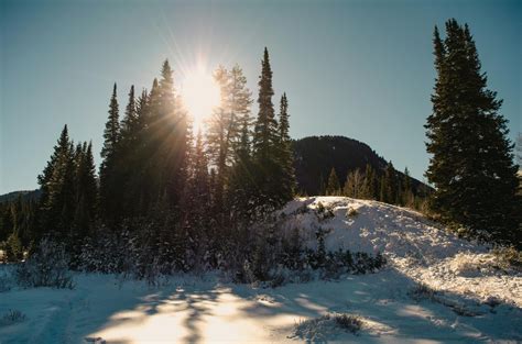 Forest Trees during Sunrise · Free Stock Photo