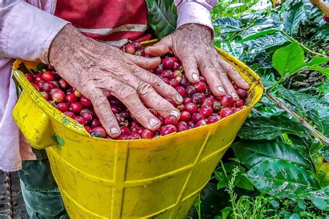 The certified Robusta coffee varieties in Vietnam