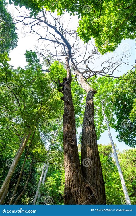 White Meranti Tree in Arboretum Stock Image - Image of aroma, shorea ...