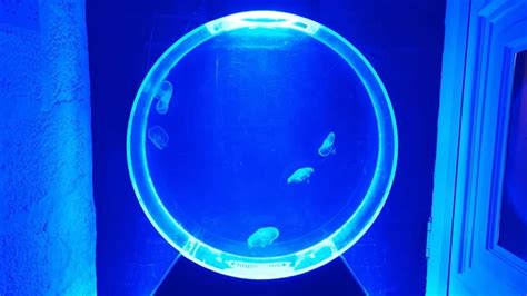 LIVE JELLYFISH AQUARIUM PART 6 - YouTube