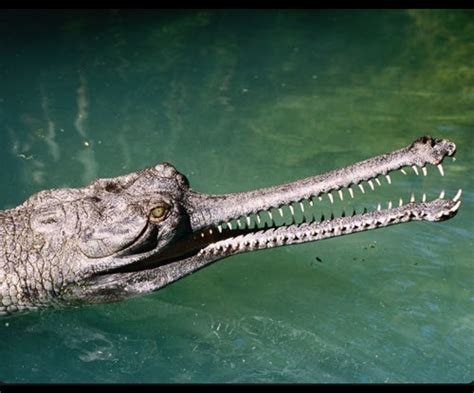 Gharial aka fish-eating crocodile : natureismetal