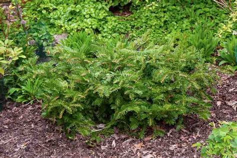 Cephalotaxus harringtonia 'Prostrata' (Japanese Plum Yew)