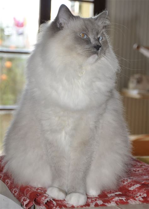 Ragdoll blue point mitted Legendoll Phoebe Blue Point Ragdoll, Fuzzy Wuzzy, Ragdoll Cats, Cute ...