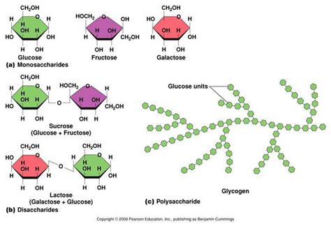 Examples of monosaccharides, disaccharides, and polysaccharides. | chemistry | Pinterest