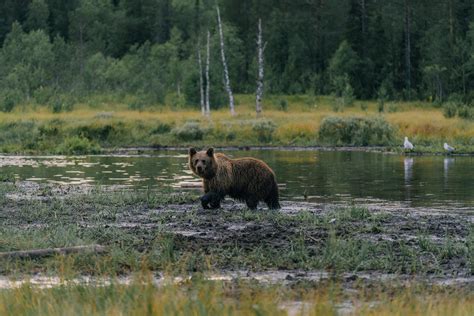 Wildlife in Finland :: Behance