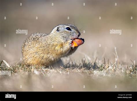 Ground squirrel eats food on the pasture Stock Photo - Alamy