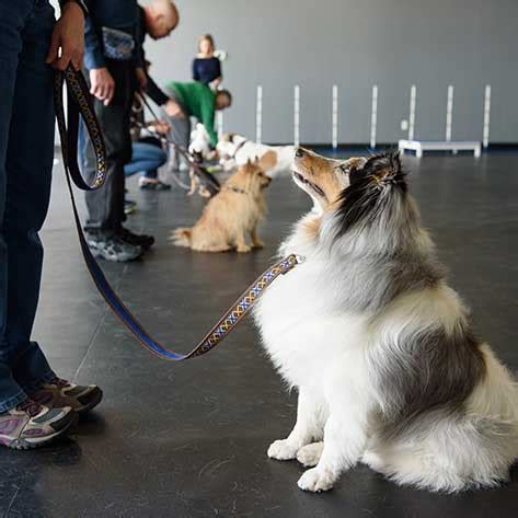 Dog Obedience Classes | Denver Paw School