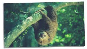 Secrets Of The Sloth Spirit Animal - Traits, Symbolism & More