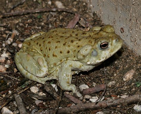 Sonoran Desert Toad (Bufo alvarius) - The Firefly Forest