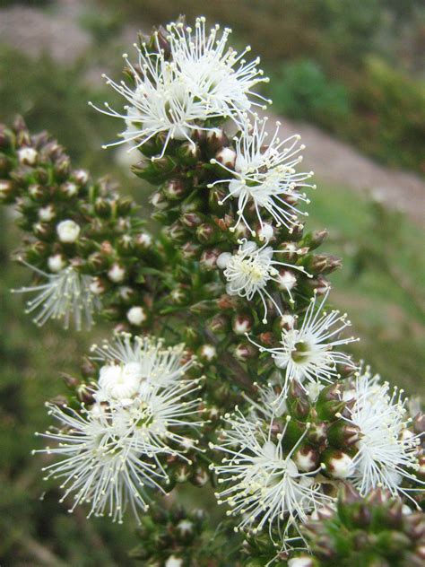 KUNZEA AMBIGUA PROSTRATE – Trigg Plants