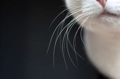 Avoiding Whisker Fatigue in Cats | Lone Tree Veterinary Medical Center ...