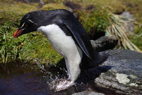 Rockhopper Penguins