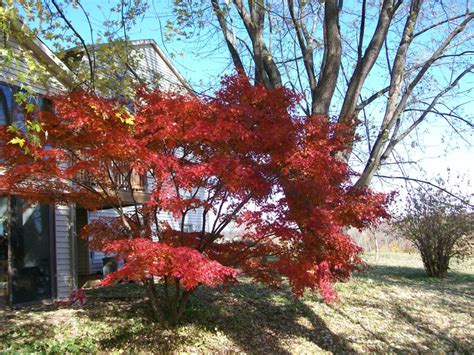 Ornamental maple | Plants, Tree, Ornaments