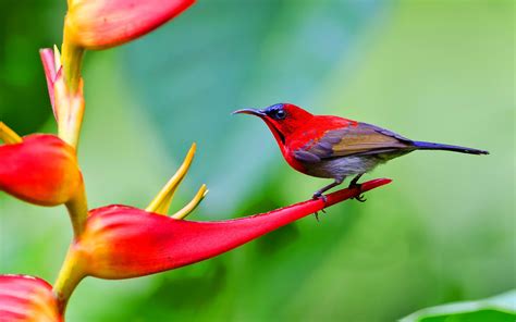 Crimson Sunbird-Singapore National Bird