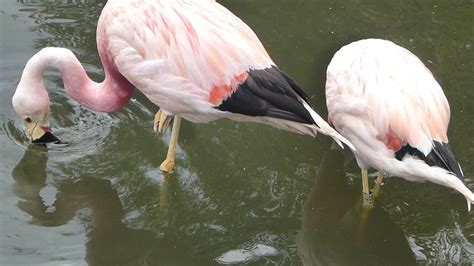 Andean flamingos filtering feeding - YouTube