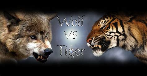 Wolf vs Tiger by Ekoki on DeviantArt