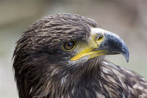 9 Places In Mumbai To Watch Rare Birds - India's Endangered