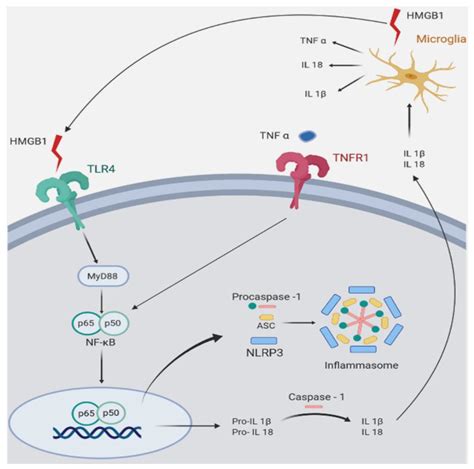 IJMS | Free Full-Text | Insights into the Therapeutic Potential of Glucocorticoid Receptor ...