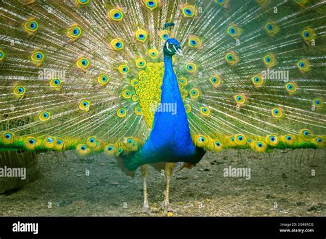 Indian peacock with colorful feathers fan-spreading large tail, beautiful bird Stock Photo - Alamy