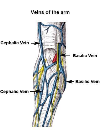 Basilic Vein Anatomy - Anatomical Charts & Posters