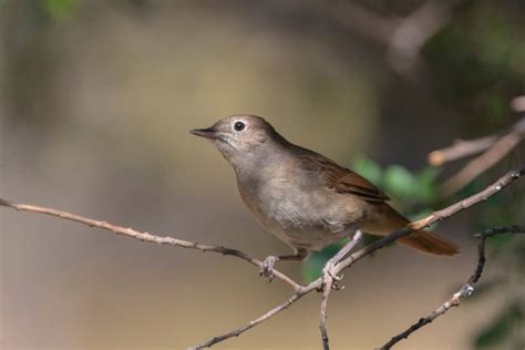 What Do Nightingales Sound Like? Nightingale Sounds & Songs