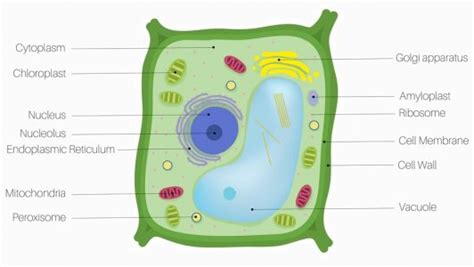 Plant Cell - Definition, Parts and Functions | Biology Dictionary