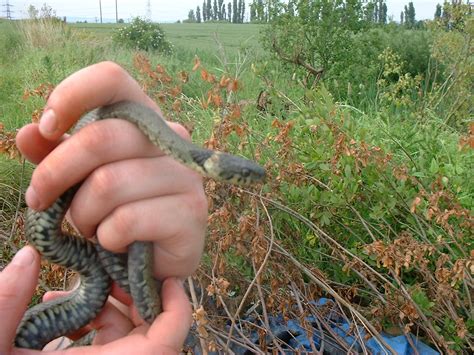 Grass Snake Identification & Sightings - Reptiles and Amphibians of the UK - Forum - Page 5