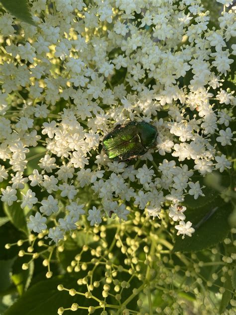 The Rose Chafer Beetle, a jewel in the garden. Welcome or unwelcome ...