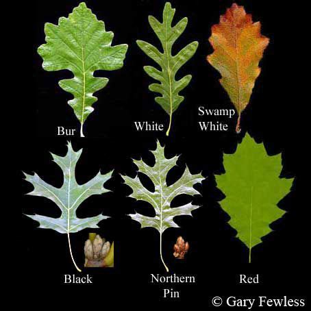 Oak (Quercus) Common types of Oak trees in North America include White ...