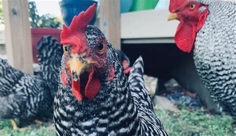 Barred Plymouth Rock Chickens Rule For This Keeper - Hobby Farms