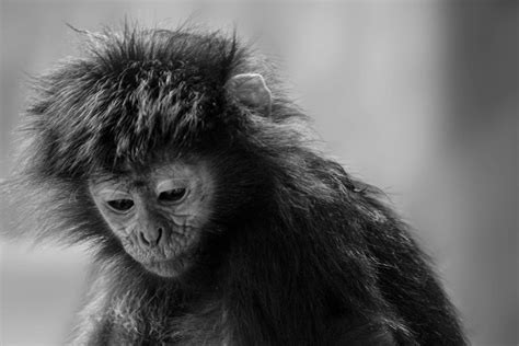 Sadness, monkey, animals photo - Artur Rydzewski