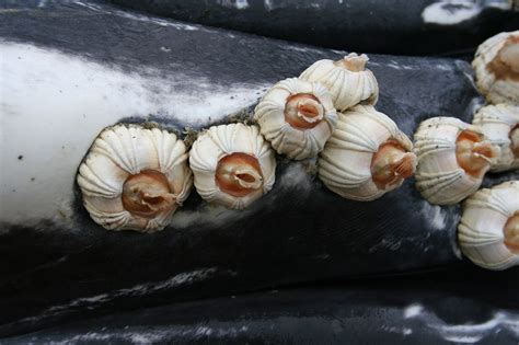 Five Facts: Barnacles – Research News