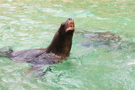 Sea Lion | Sea Lion, Zoo Liberec | elPadawan | Flickr