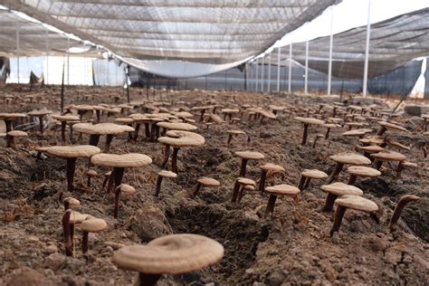 Lingzhi mushrooms to boost tourism industry in Korean ethnic village in ...