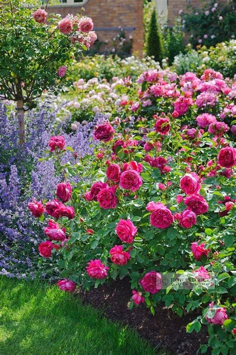 My Enchanting Cottage Garden: How to Plant Bare Root Roses