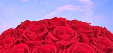 Red Roses: History, Meaning, and Symbolism | Blooms by Heinau