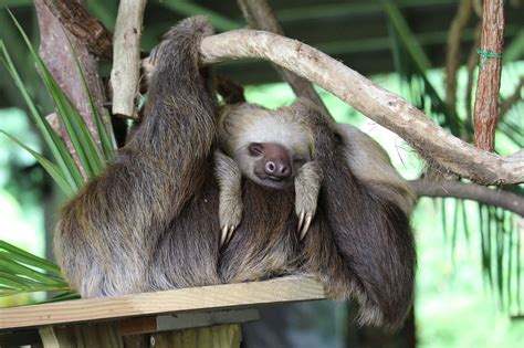 562 Quirky Sloth Names to Match Their Chill Vibe - Animal Hype