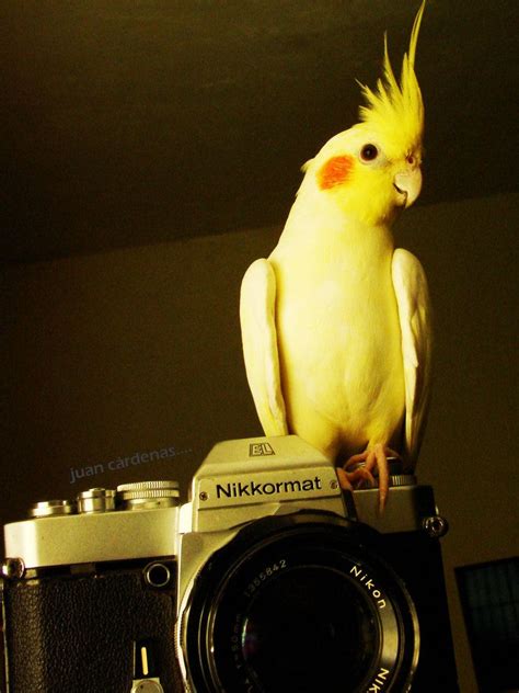 Cute Cockatiel Wallpaper - Viewing Gallery | Cockatiel, Pet birds, Cute animals