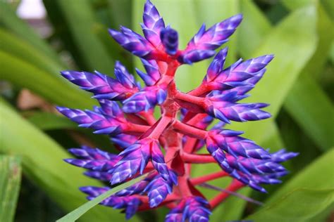 AECHMEA BLUE TANGO