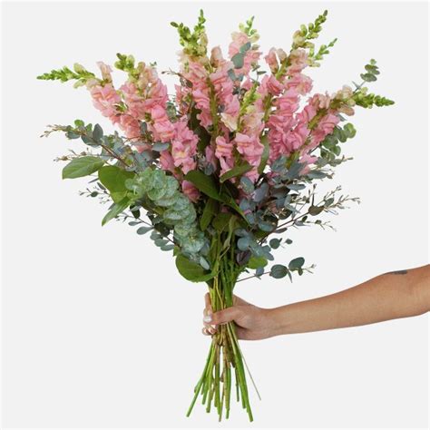 Pink Snapdragon Bouquet - Flower Delivery NYC - plantshed.com