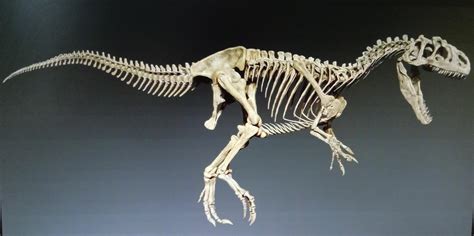 Allosaurus skeleton : r/Naturewasmetal