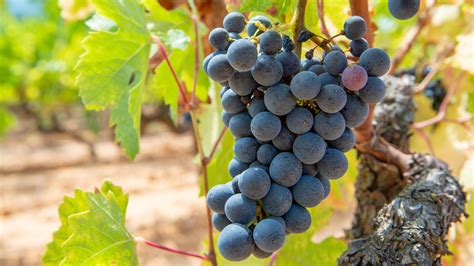 Cinsault | Wine Guide | Virgin Wines