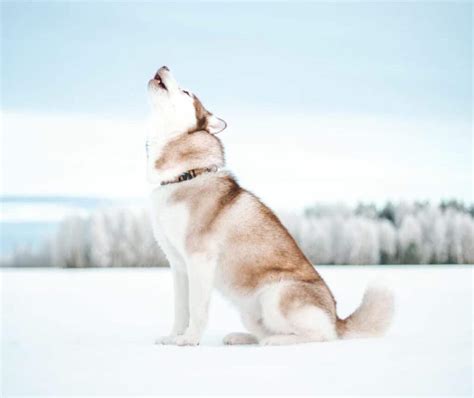 How to Teach a Husky to Talk in 6 Steps