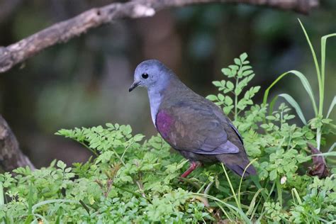 Papua New Guinea Birding Tours - Birdwatching Tours - Birdquest