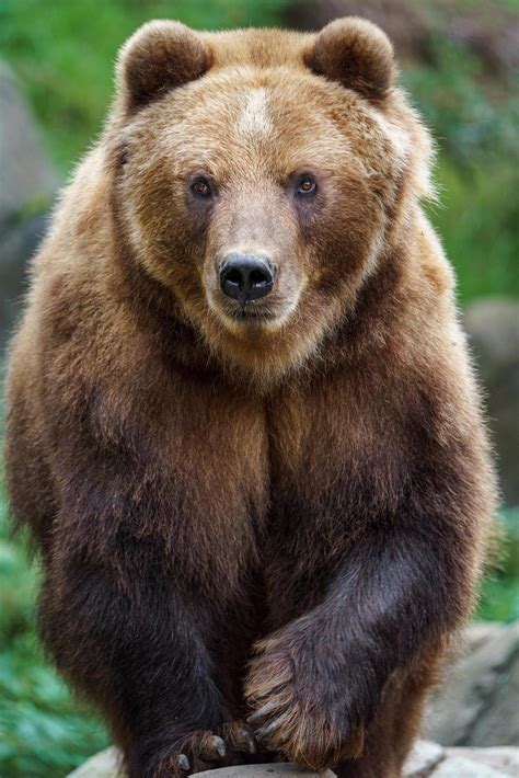 Kamchatka brown bear 12924214 Stock Photo at Vecteezy