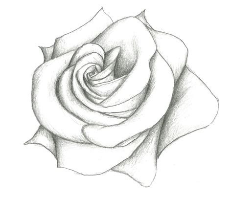 Pencil Flower Drawing at GetDrawings | Free download