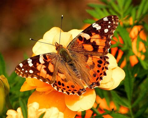 Free photo: Painted Lady Butterfly - Free Image on Pixabay - 55995