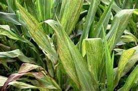 Maize diseases Archives - Cropserve