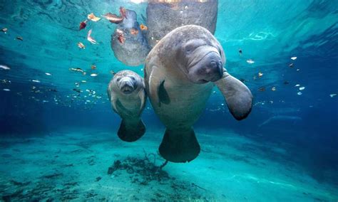 9 animals that live in water: pictures, examples, and more - Legit.ng